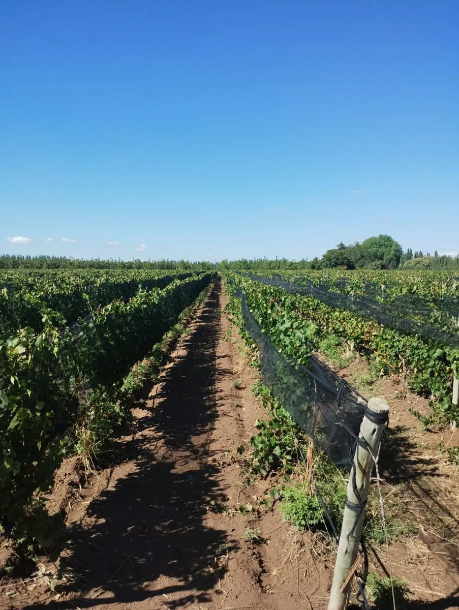 Finca en Venta en Ugarteche, Luján de Cuyo
