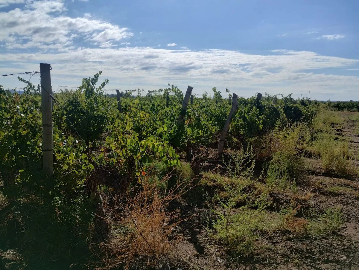Finca en Venta en Ugarteche, Luján de Cuyo foto 2