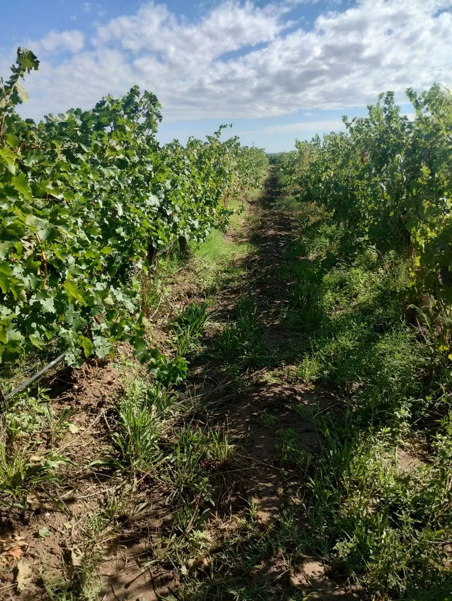 Finca en Venta en Ugarteche, Luján de Cuyo foto 3
