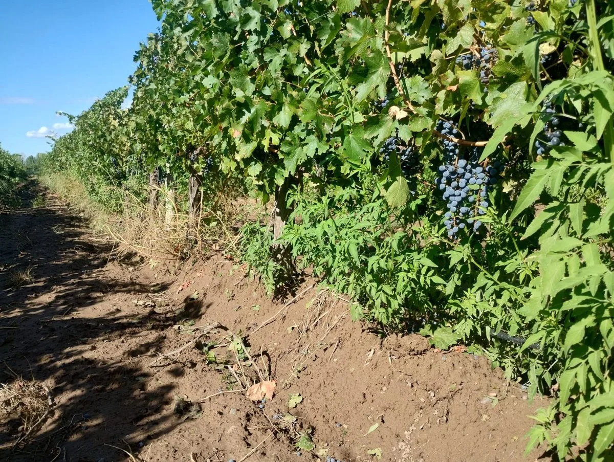 Finca en Venta en Ugarteche, Luján de Cuyo foto 4