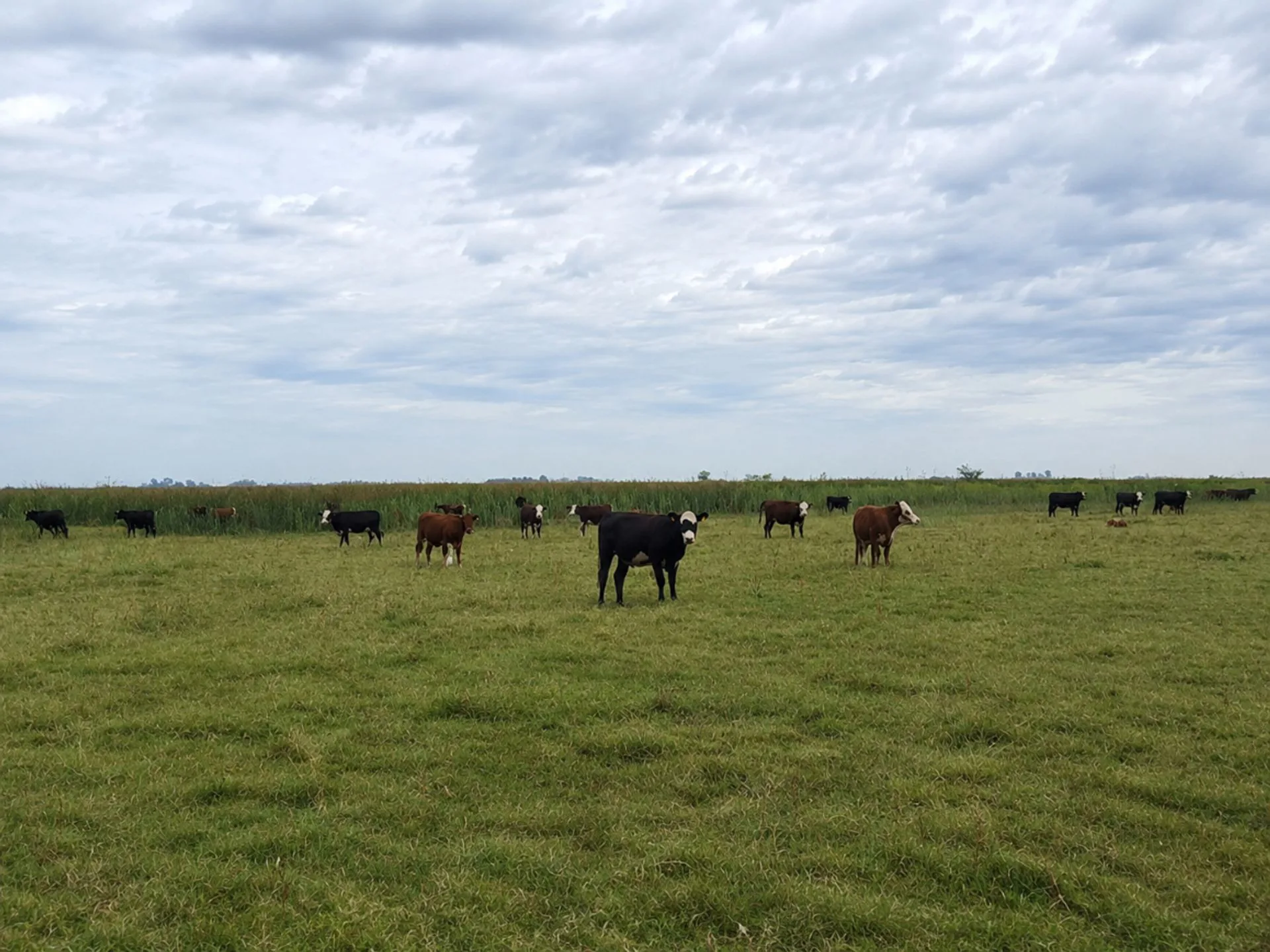 CAMPO GANADERO EN VENTA CAÑUELAS 90 HECTAREAS foto 5