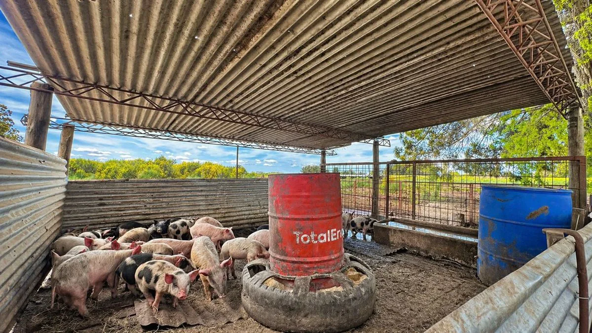 VENTA 6 HECTAREAS PARTIDO LOBERIA CON CASA 3 AMB foto 5