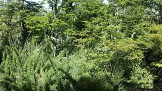 Terreno en Venta en Lago Hermoso, Lacar, Neuquén foto 3