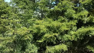 Terreno en Venta en Lago Hermoso, Lacar, Neuquén foto 4