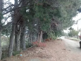 Excelente y amplio lote plano a 200mts del Lago -Dina Huapi- foto 3
