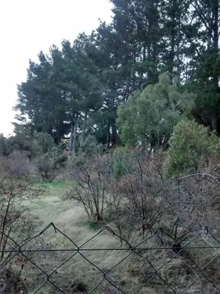 Excelente y amplio lote plano a 200mts del Lago -Dina Huapi- foto 4