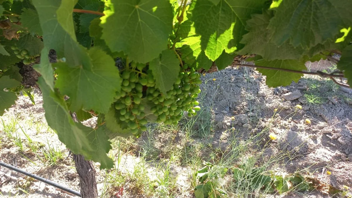 FINCA  PRODUCTIVA Y MARCA DE VINO EN LUJAN DE CUYO foto 3