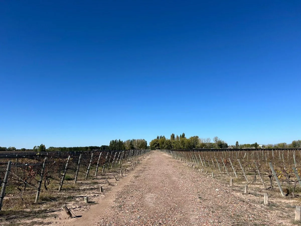 FINCA  PRODUCTIVA Y MARCA DE VINO EN LUJAN DE CUYO foto 4