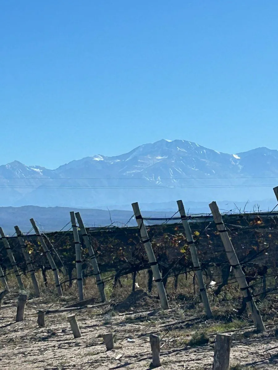 FINCA  PRODUCTIVA Y MARCA DE VINO EN LUJAN DE CUYO foto 5