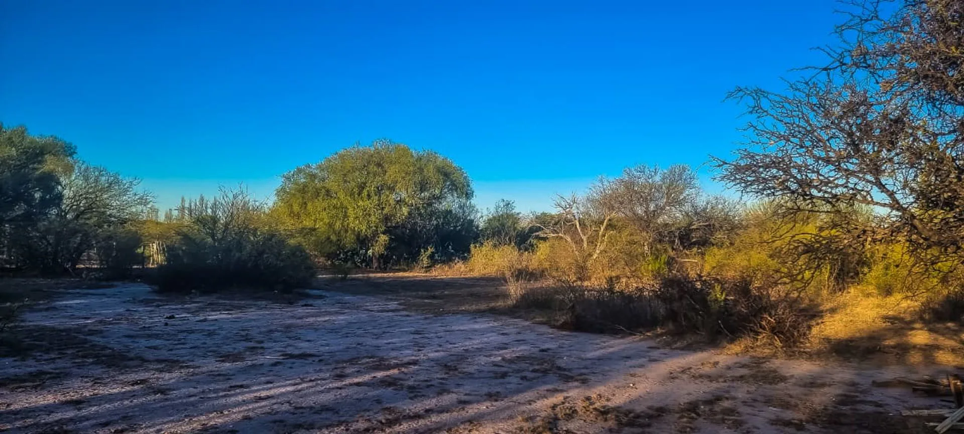VENTA DE CAMPO EN ARBOL SOLO - SAN LUIS foto 3