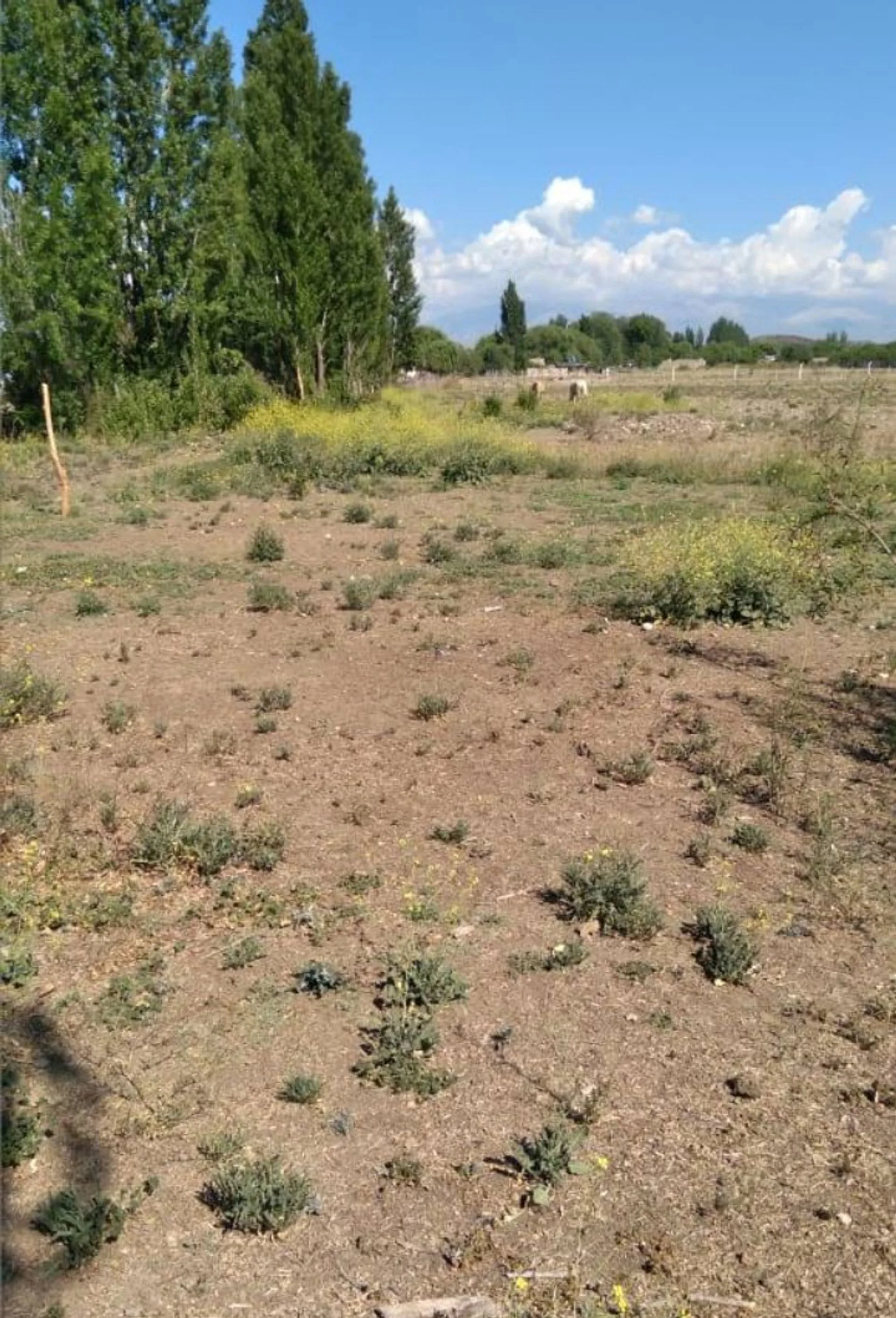 Lotes para tu cabaña de fin de Semana en Tupungato foto 2