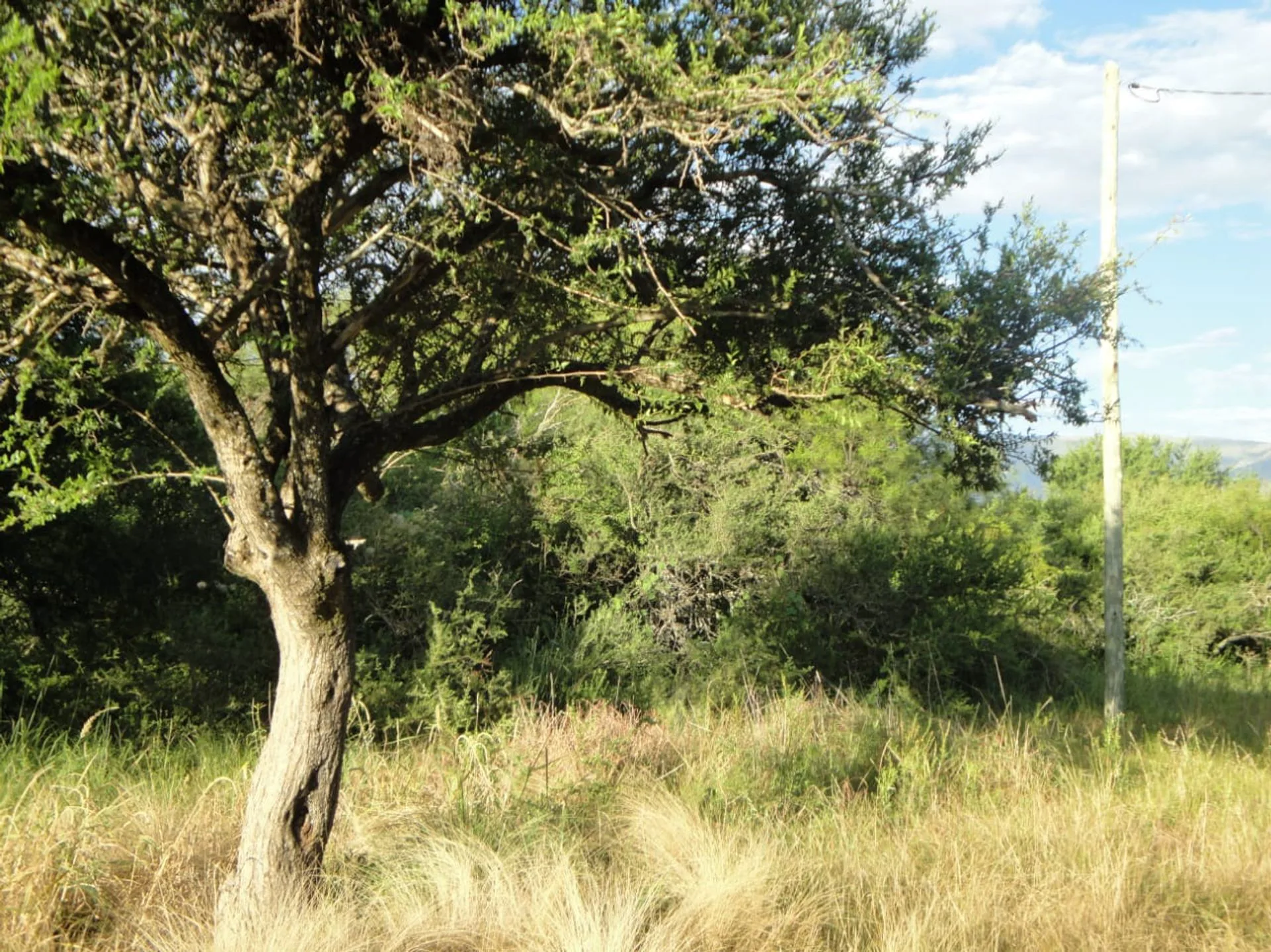 Dos Lotes en Venta en Carpintería 8.665 M2 foto 3
