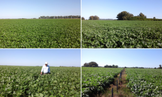 Campo Agricola Ganadero foto 2