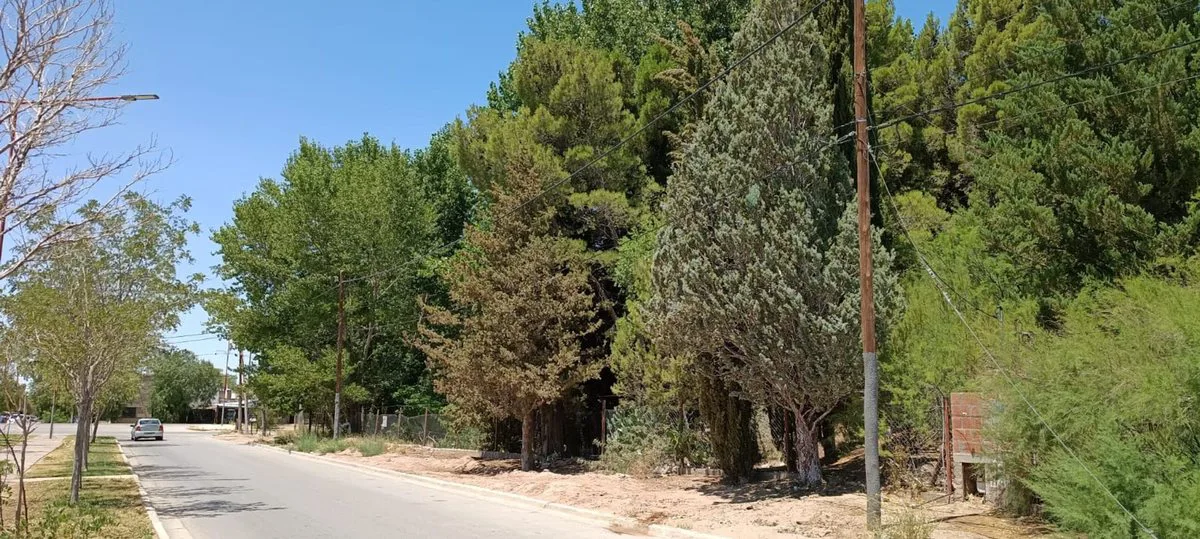 Lote 4870 m2,  muy arbolado y casa, Pza. Huincul foto 3
