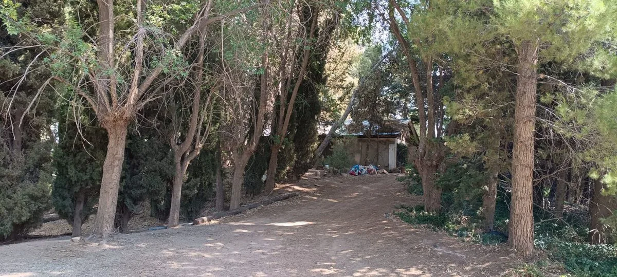 Lote 4870 m2,  muy arbolado y casa, Pza. Huincul foto 5
