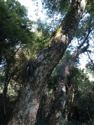 GUIDEK STASIUK PROPIEDADES VENDE EXCELENTE CHACRA 30 HECTAREAS EN ALBERDI (PIRILEN) A 5KM DE RUTA POSEE 20 HECTAREAS DE PINO ELLIOTIS DE 18 AÑOS foto 2