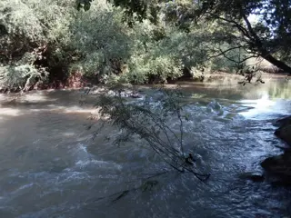 GUIDEK STASIUK PROPIEDADES VENDE EXCELENTE CHACRA 30 HECTAREAS EN ALBERDI (PIRILEN) A 5KM DE RUTA POSEE 20 HECTAREAS DE PINO ELLIOTIS DE 18 AÑOS foto 3