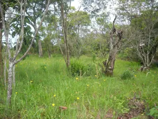 VENDO / PERMUTO - 12,5 Has Gral. Alvear - Prov. de Misiones foto 5