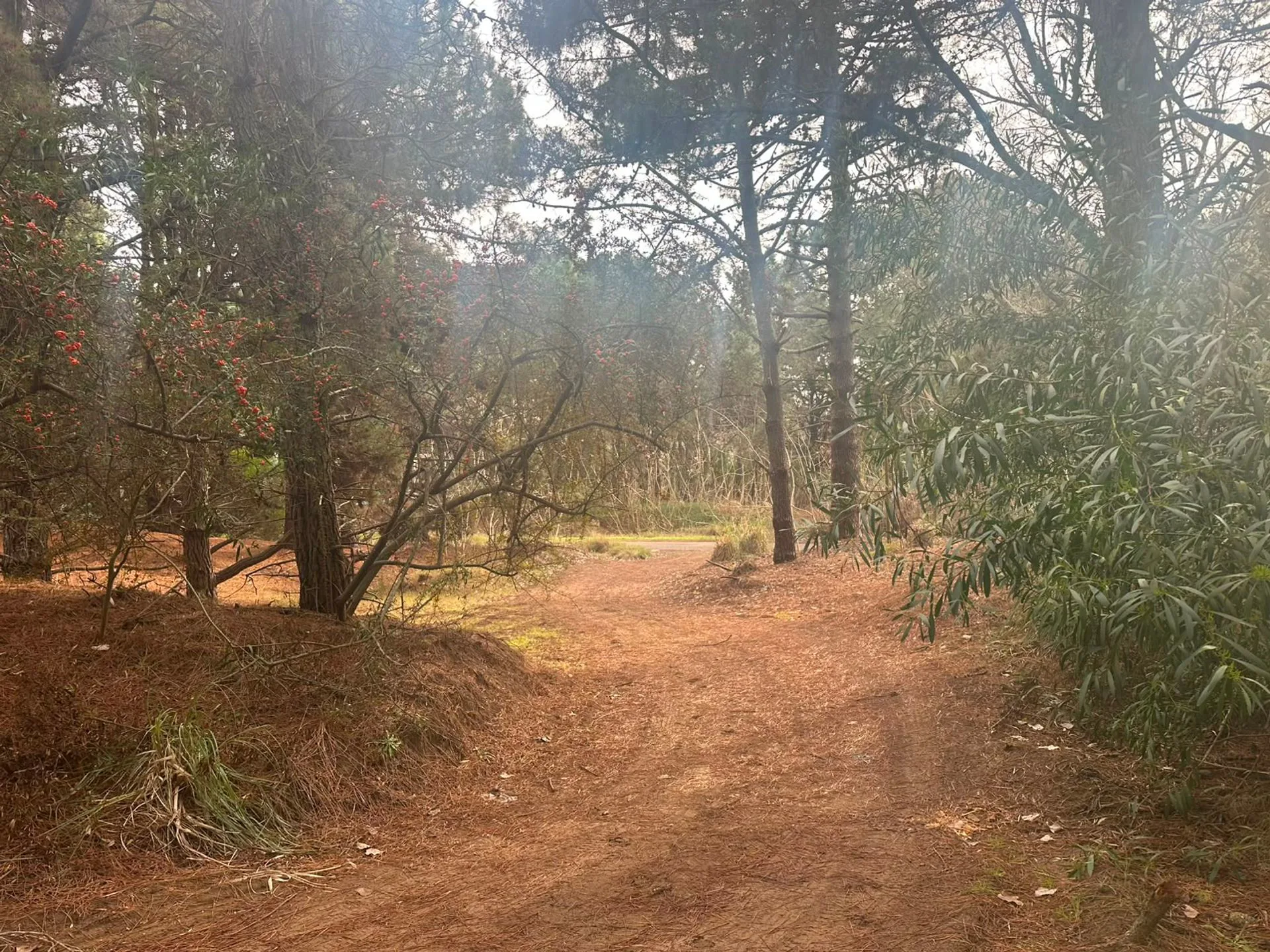 LOTE CERCA DEL MAR VENTA COSTA DEL ESTE foto 5