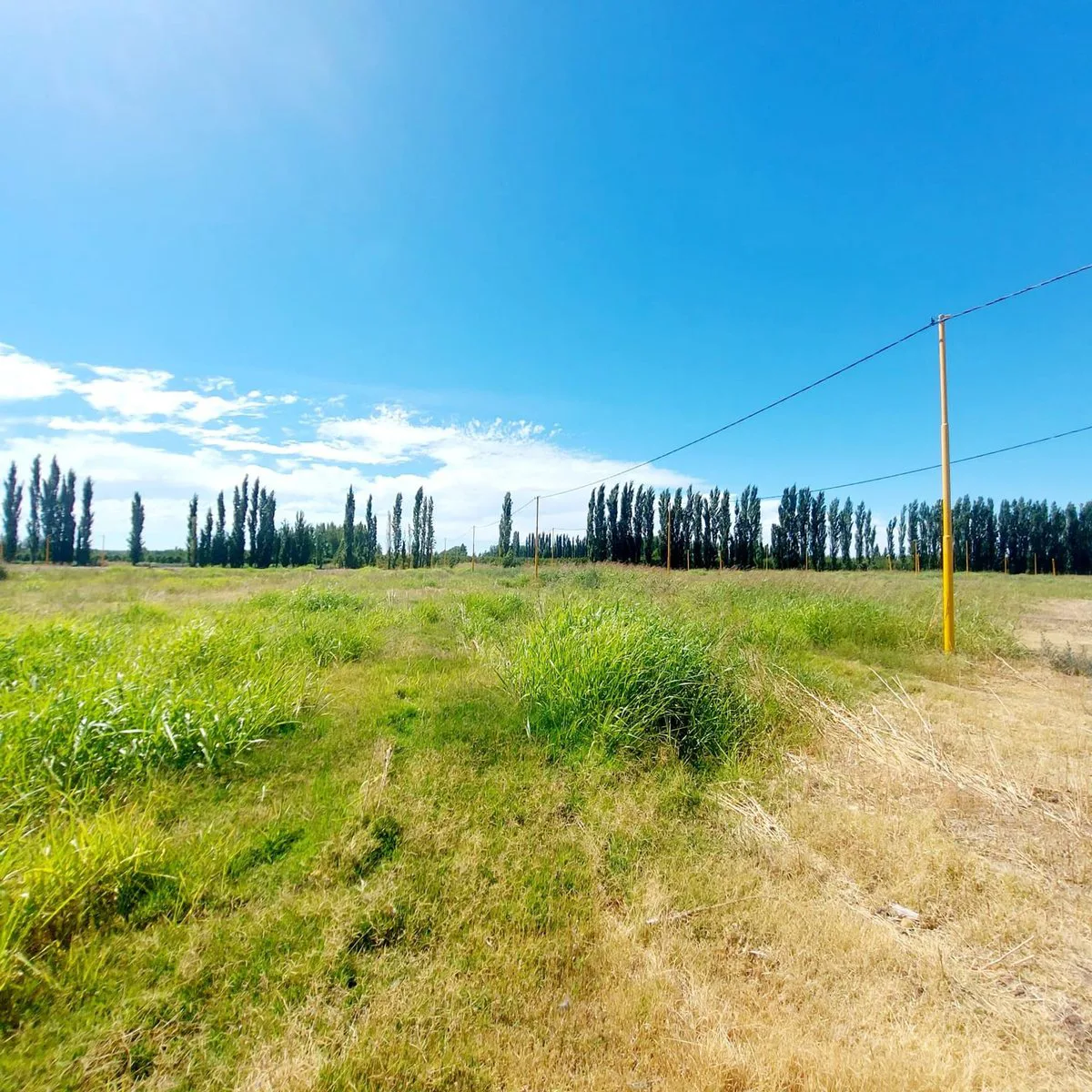 TERRENO EN VENTA EN LA RUFINA I EN CERVANTES foto 3