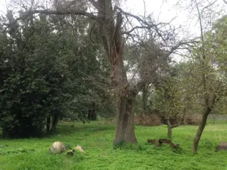 Gran chacra en Arturo Segui foto 1