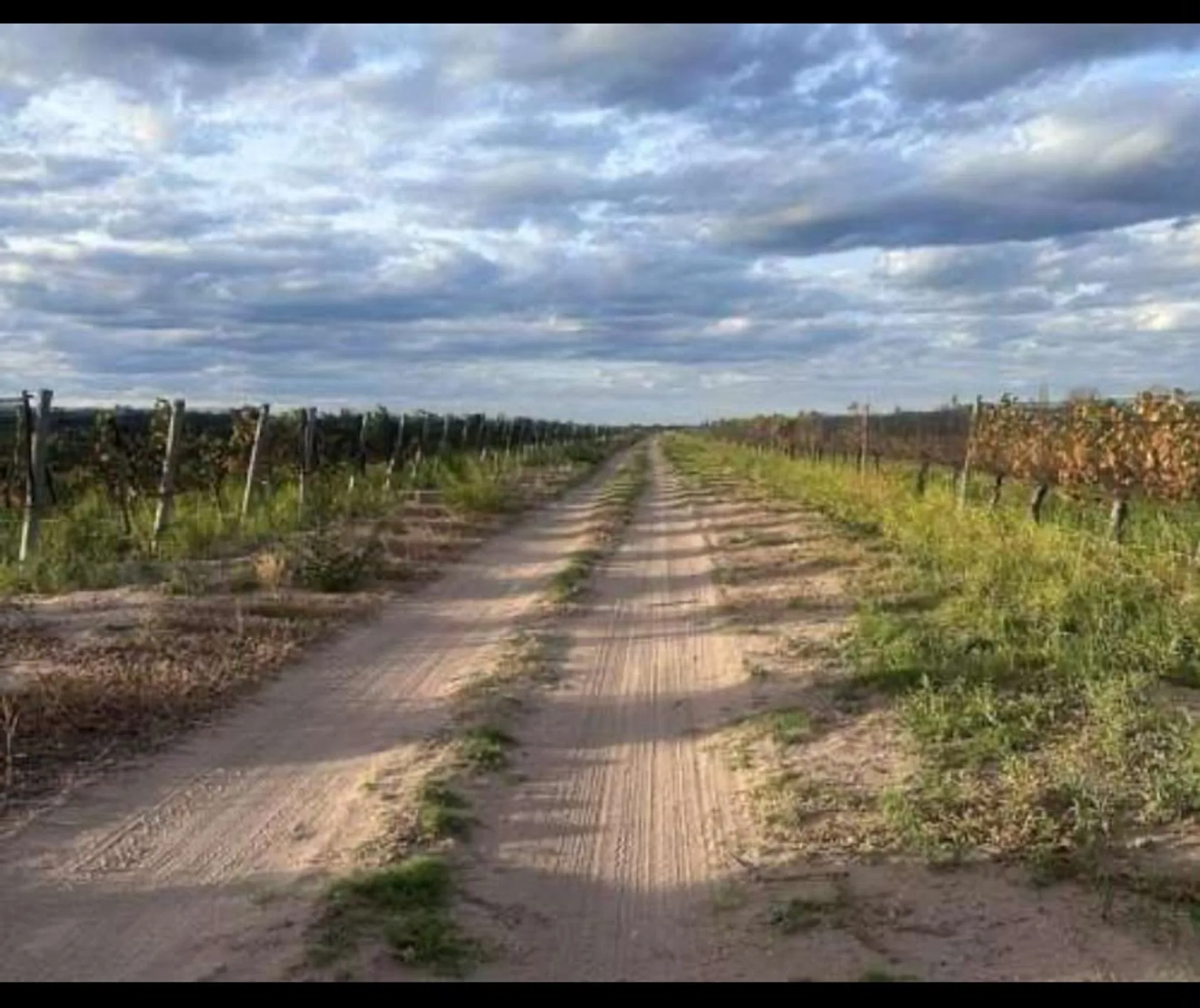 FINCA VITIVINICOLA 25 HA EN SANTA ROSA, MENDOZA