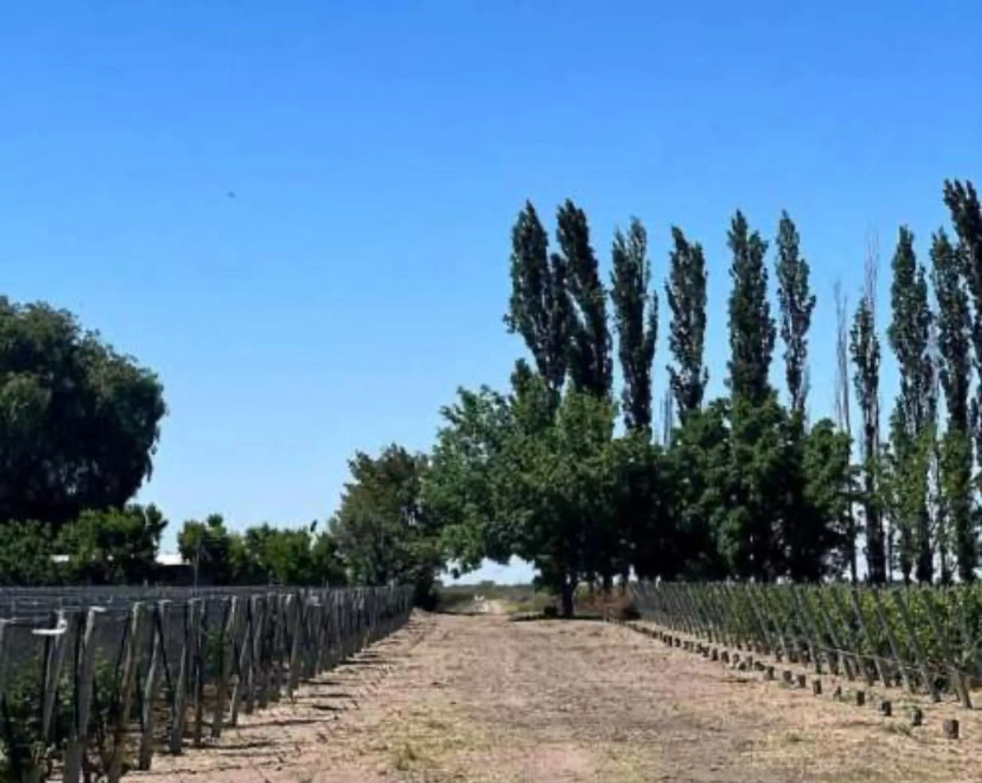 FINCA VITIVINICOLA 25 HA EN SANTA ROSA, MENDOZA foto 2
