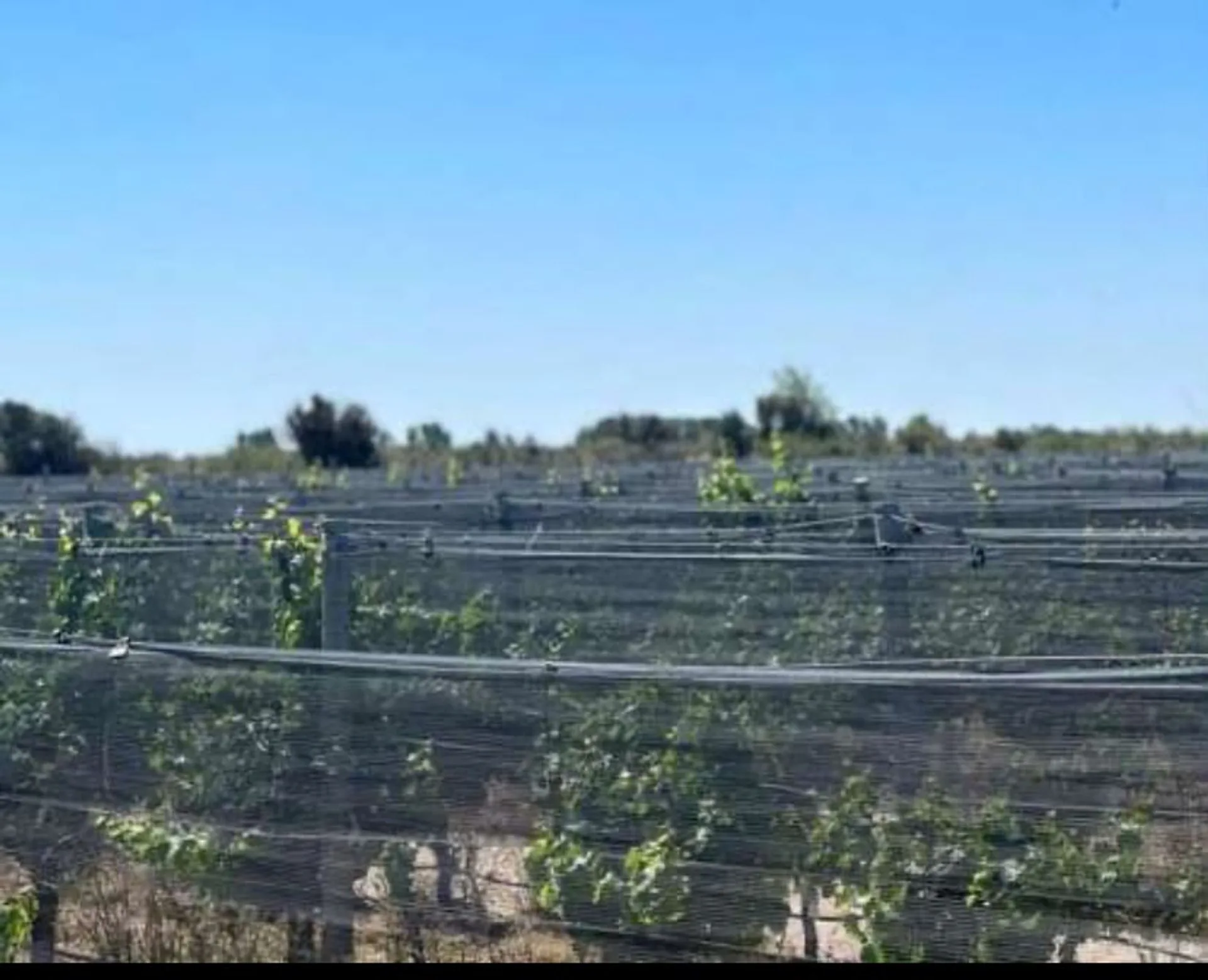 FINCA VITIVINICOLA 25 HA EN SANTA ROSA, MENDOZA foto 3