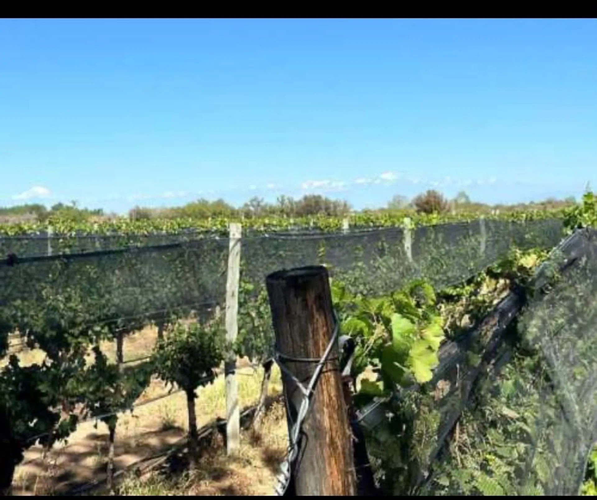 FINCA VITIVINICOLA 25 HA EN SANTA ROSA, MENDOZA foto 4