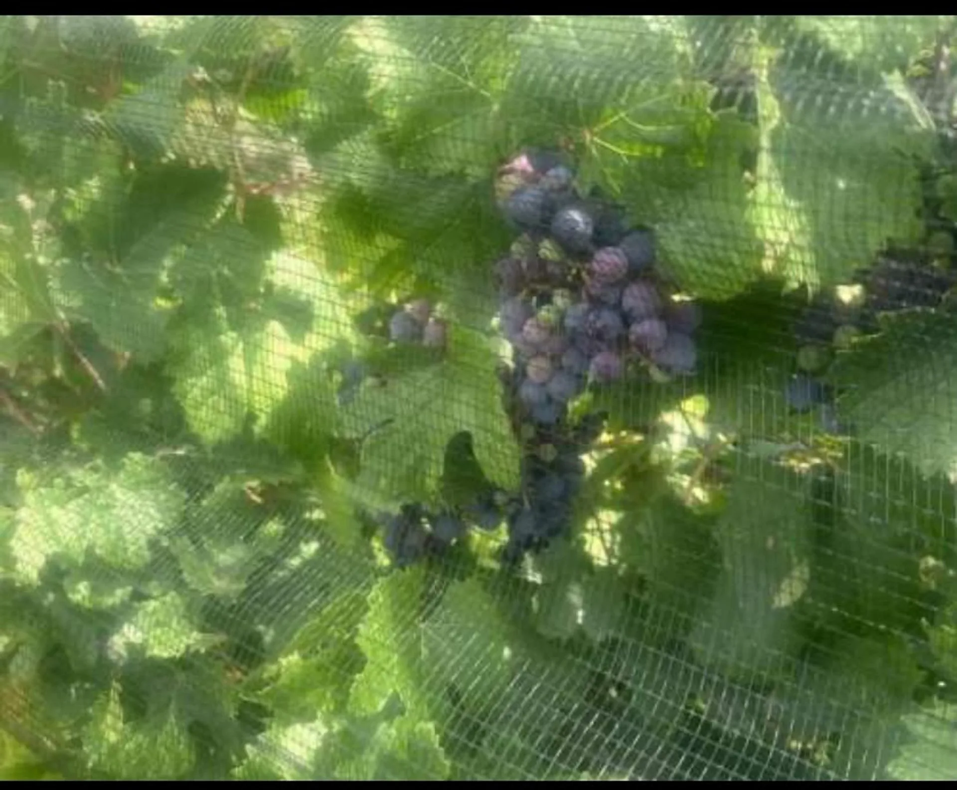 FINCA VITIVINICOLA 25 HA EN SANTA ROSA, MENDOZA foto 5