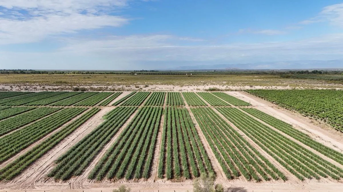 CAMPO AGRICOLA EN VENTA DE 20 HAS, SARMIENTO