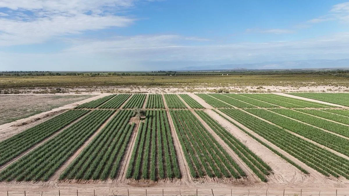 CAMPO AGRICOLA EN VENTA DE 20 HAS, SARMIENTO foto 2