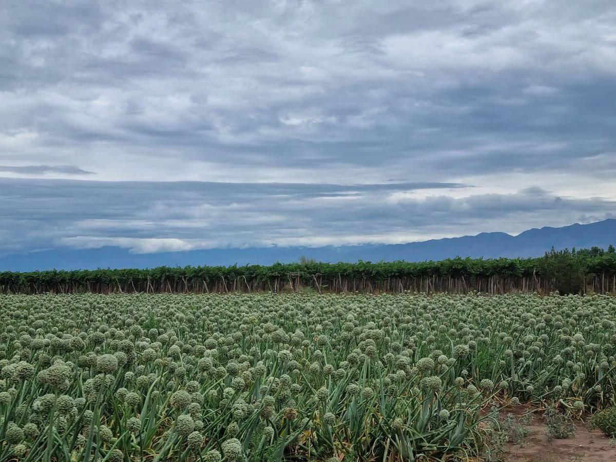 CAMPO AGRICOLA EN VENTA DE 20 HAS, SARMIENTO foto 3