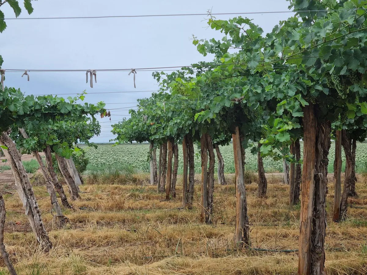CAMPO AGRICOLA EN VENTA DE 20 HAS, SARMIENTO foto 4