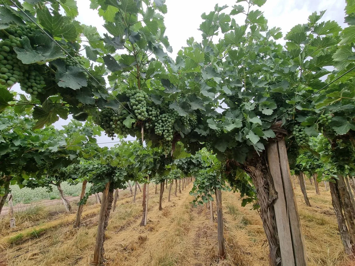 CAMPO AGRICOLA EN VENTA DE 20 HAS, SARMIENTO foto 5