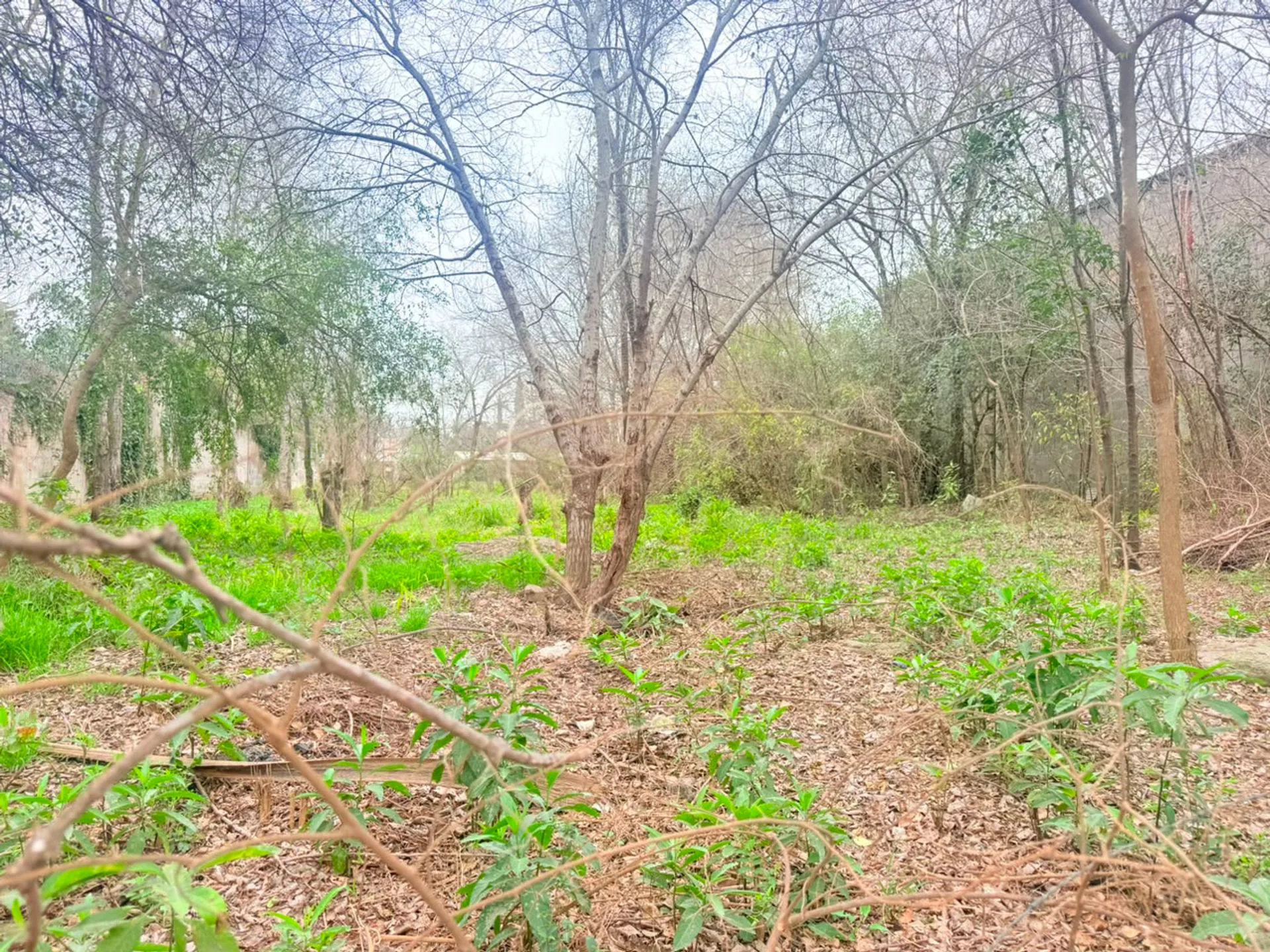 LOTE EN QUINTAS DE ARGUELLO 1528m2 foto 2