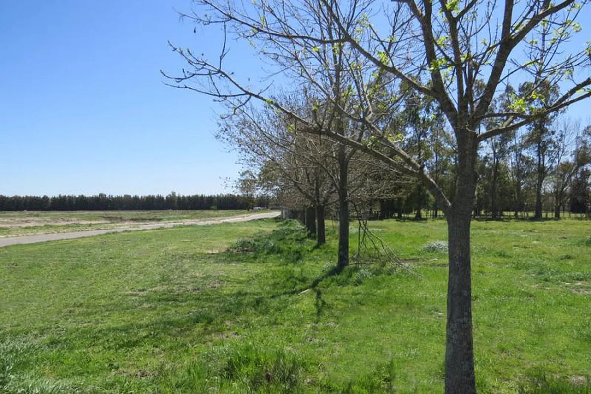 Santa Inés - Lote: 313 foto 2