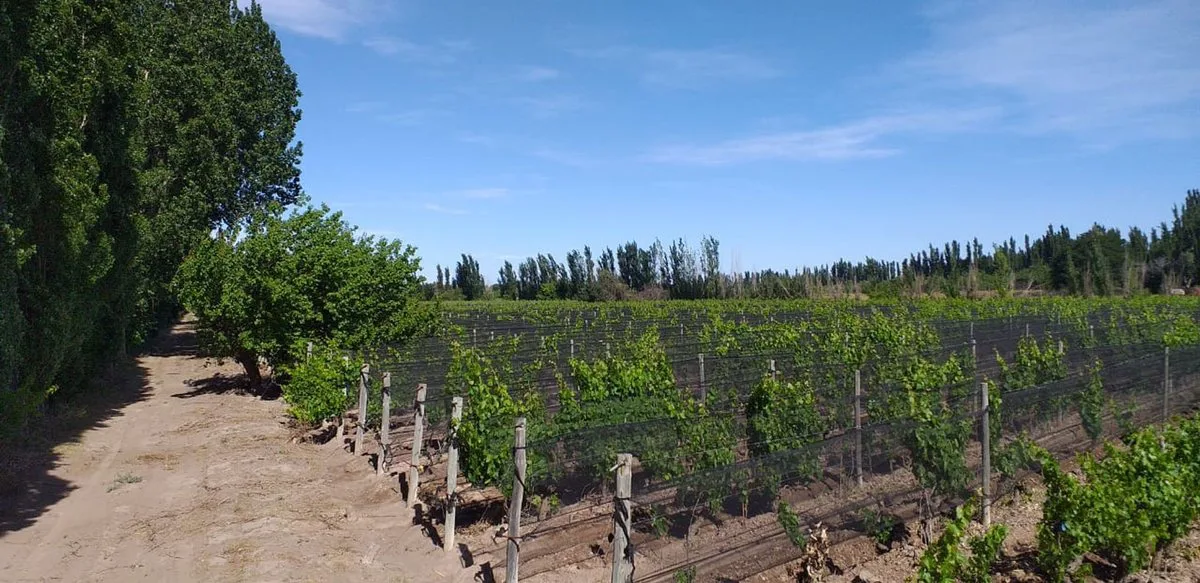 OPORTUNIDAD VENTA FINCA JAIME PRATS SAN RAFAEL
