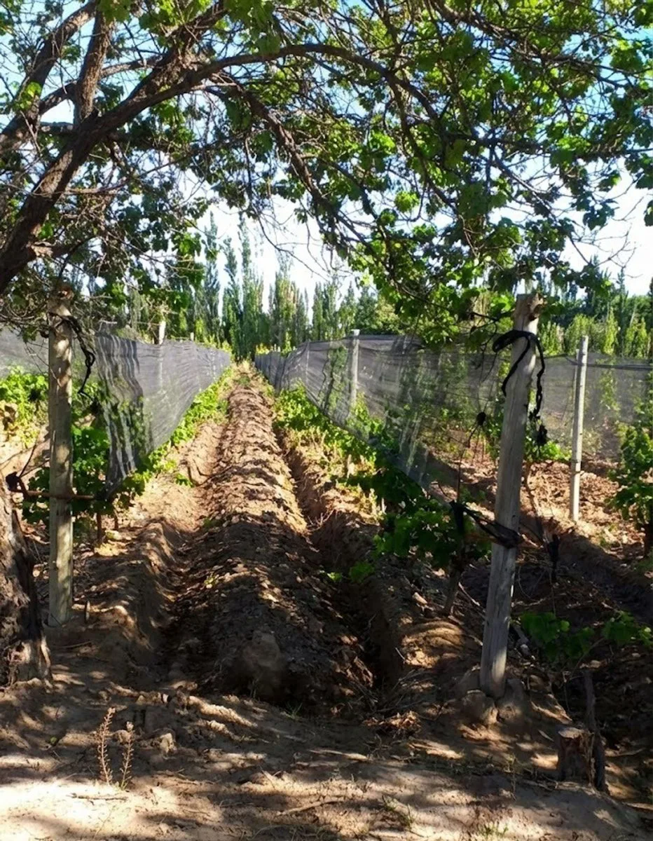 OPORTUNIDAD  VENTA FINCA JAIME PRATS SAN RAFAEL foto 2