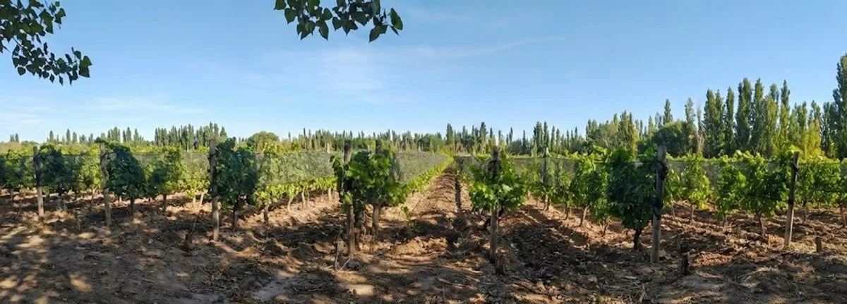 OPORTUNIDAD  VENTA FINCA JAIME PRATS SAN RAFAEL foto 3