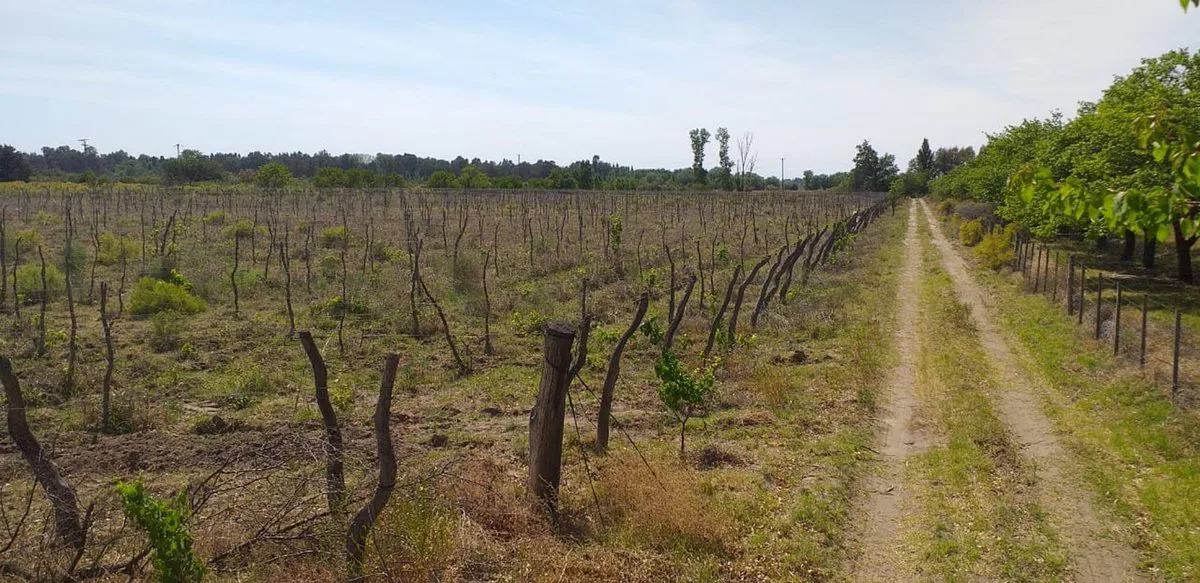 OPORTUNIDAD  VENTA FINCA JAIME PRATS SAN RAFAEL foto 4