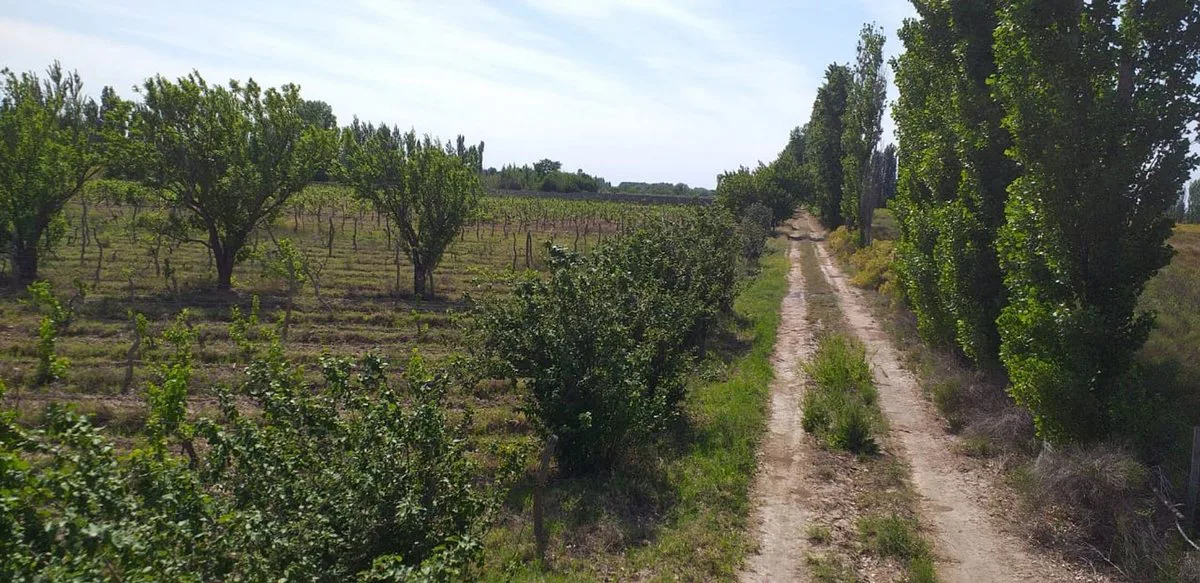 OPORTUNIDAD  VENTA FINCA JAIME PRATS SAN RAFAEL foto 5