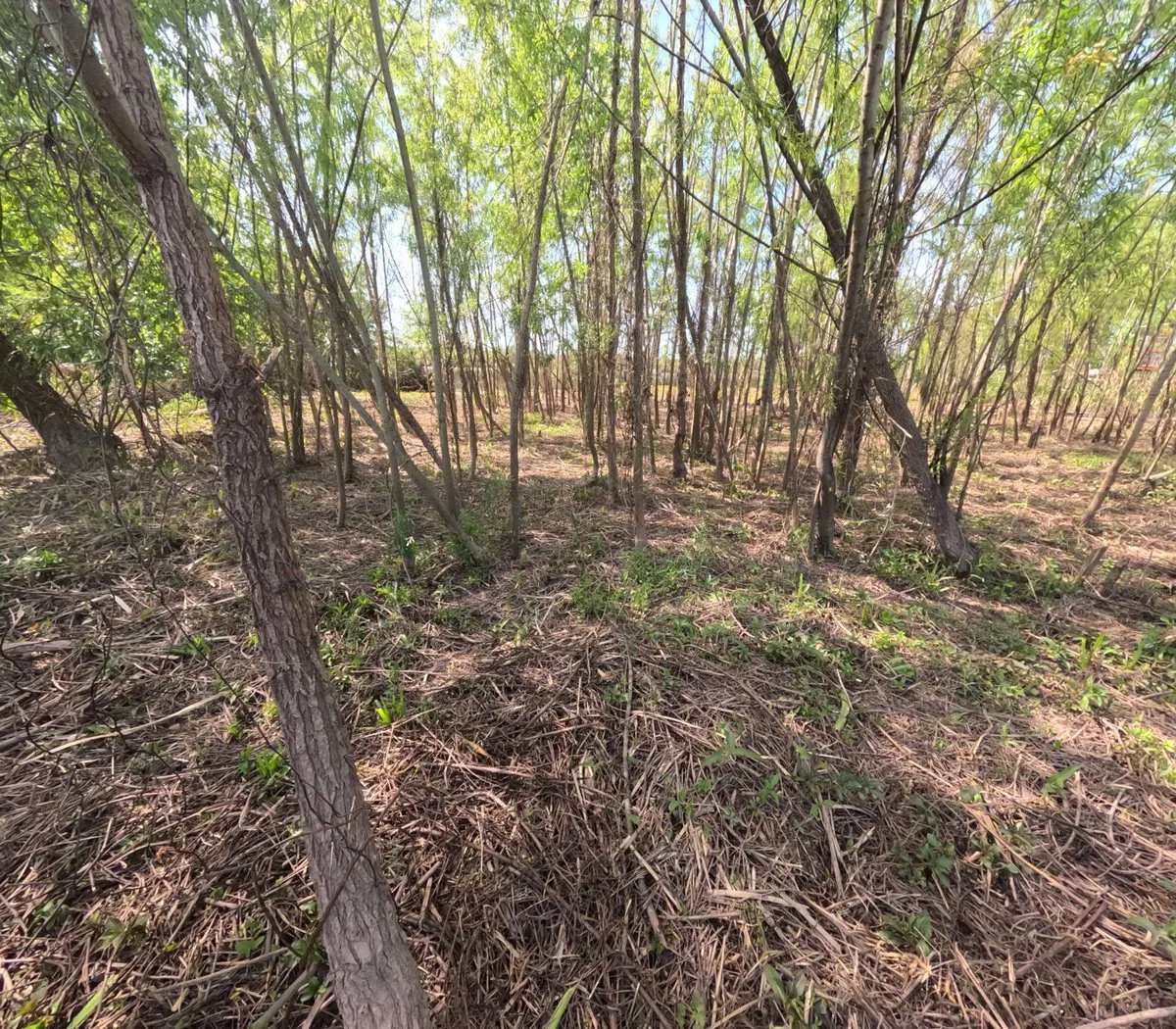 Dos lotes en venta en Arroyo Urión con Escritura foto 4