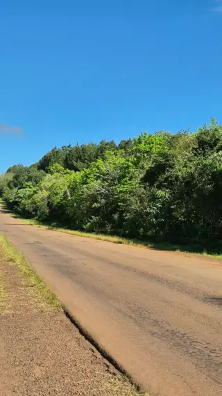 CAMPO DE 8 HECTÁREAS EN PANAMBÍ MISIONES A METROS DE LA RUTA 2 foto 1