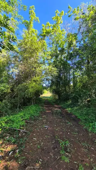 CAMPO DE 8 HECTÁREAS EN PANAMBÍ MISIONES A METROS DE LA RUTA 2 foto 2