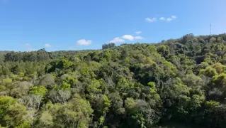 CAMPO DE 8 HECTÁREAS EN PANAMBÍ MISIONES A METROS DE LA RUTA 2 foto 4