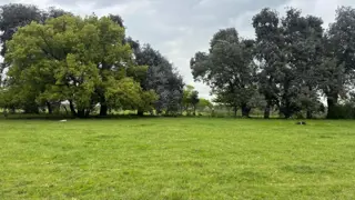 Trebol . foto 4