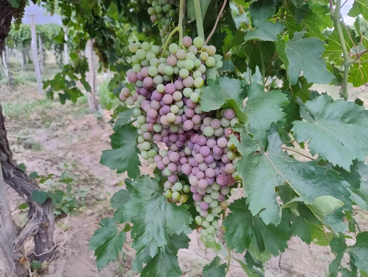 FINCA 6,49 HAS EN PRODUCCION, CARPINTERIA, POCITO foto 2