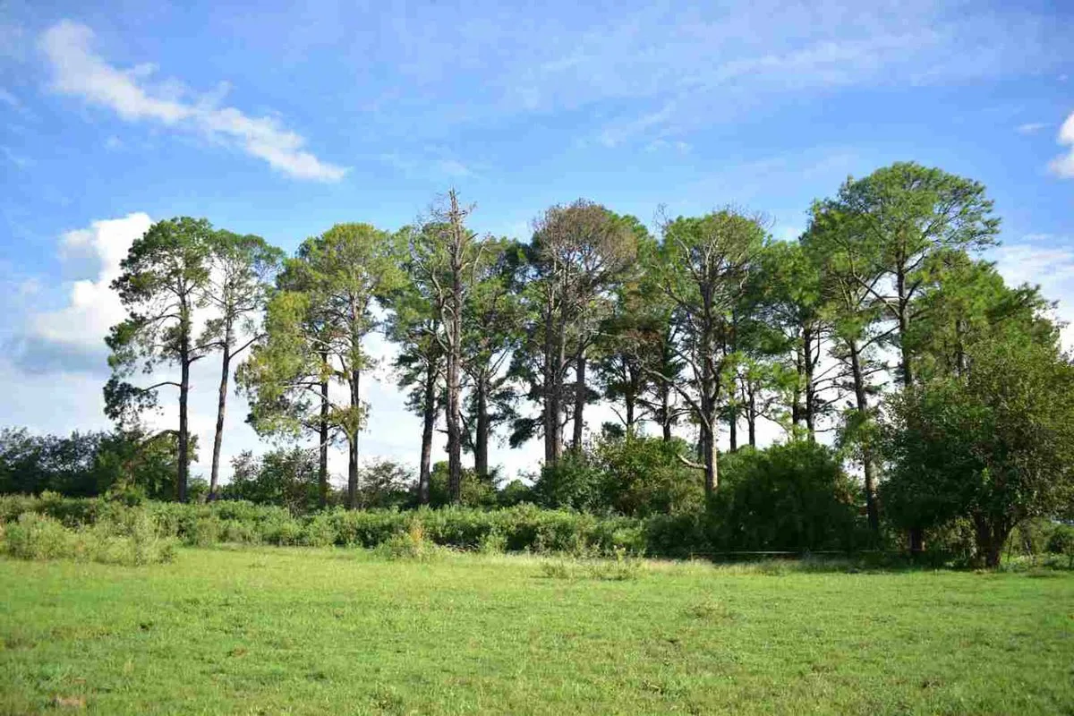 Campo agricola, ganadero  de 75ha en Exaltacion foto 2