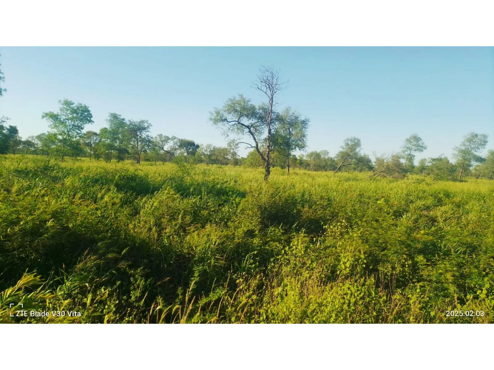 Venta de campo ganadero 1.200 HAS Figueroa, Santiago del Estero foto 2